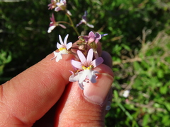 Nemesia bicornis