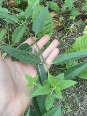 Veronica longifolia