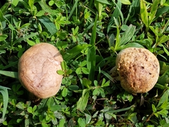 Calvatia craniiformis