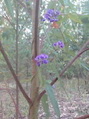 Hardenbergia