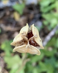 Plantae