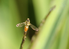 Toxomerus marginatus