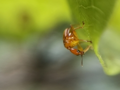 Attelabidae