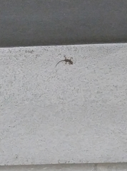 Cyrtopodion scabrum
