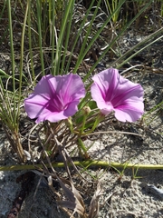 Ipomoea pes-caprae