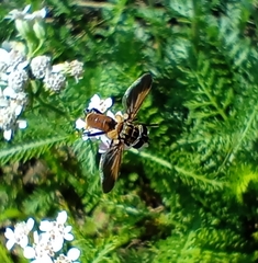 Trichopoda pictipennis