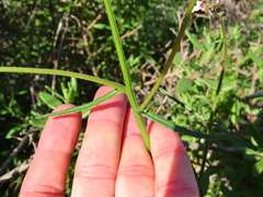 Nemesia bicornis