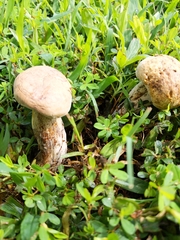 Calvatia craniiformis