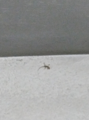 Cyrtopodion scabrum