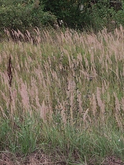 Cichorium intybus
