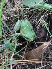 Hyla versicolor