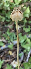 Plantae