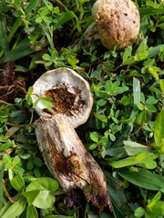 Calvatia craniiformis