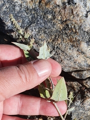 Atriplex prostrata