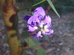 Hardenbergia