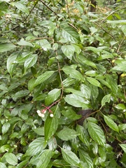 Cornus racemosa