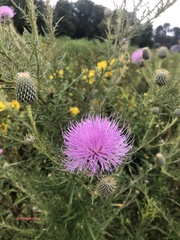 Cirsium discolor