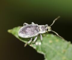Cyrtepistomus castaneus