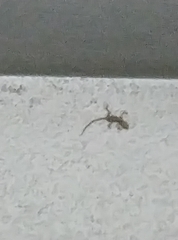 Cyrtopodion scabrum