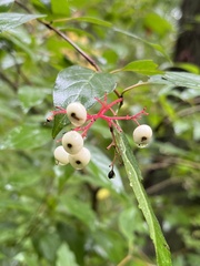 Cornus racemosa