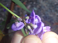 Hardenbergia