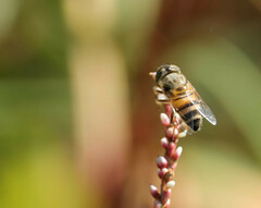 Eristalinus taeniops