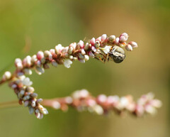 Eristalinus taeniops