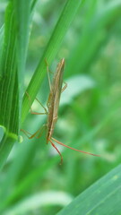 Protenor belfragei