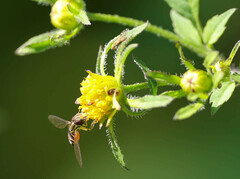 Toxomerus occidentalis