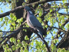 Columba palumbus