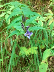 Gentiana asclepiadea