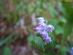 Calluna vulgaris
