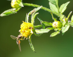 Toxomerus occidentalis