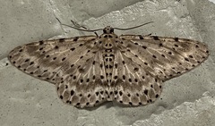 Percnia