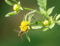 Toxomerus occidentalis