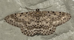 Percnia