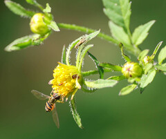 Toxomerus occidentalis