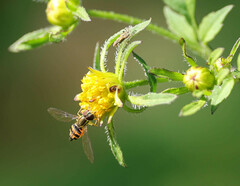 Toxomerus occidentalis