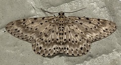 Percnia
