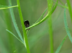 Eutreta noveboracensis