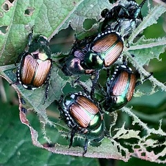 Popillia japonica