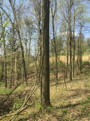 Celastrus orbiculatus