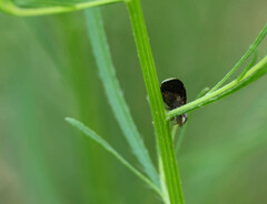 Eutreta noveboracensis