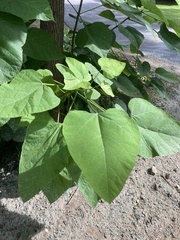 Catalpa speciosa