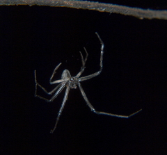Cyphalonotus benoiti
