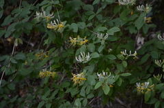 Lonicera periclymenum