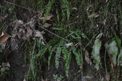 Asplenium trichomanes
