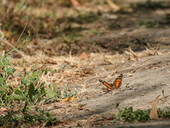 Vanessa virginiensis