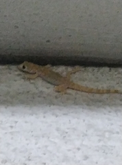 Cyrtopodion scabrum