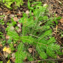 Abies sibirica